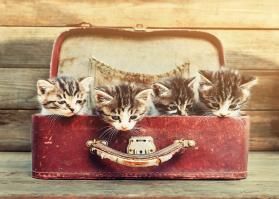 Moving your pet abroad