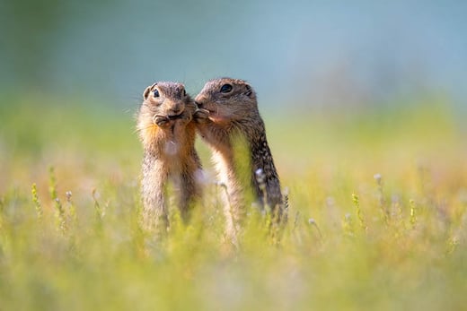 two gophers apparently whispering